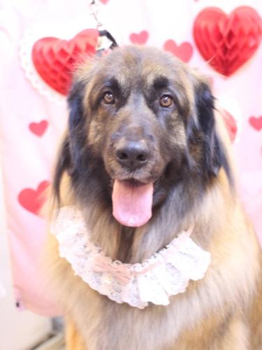 20240220シェリーちゃん